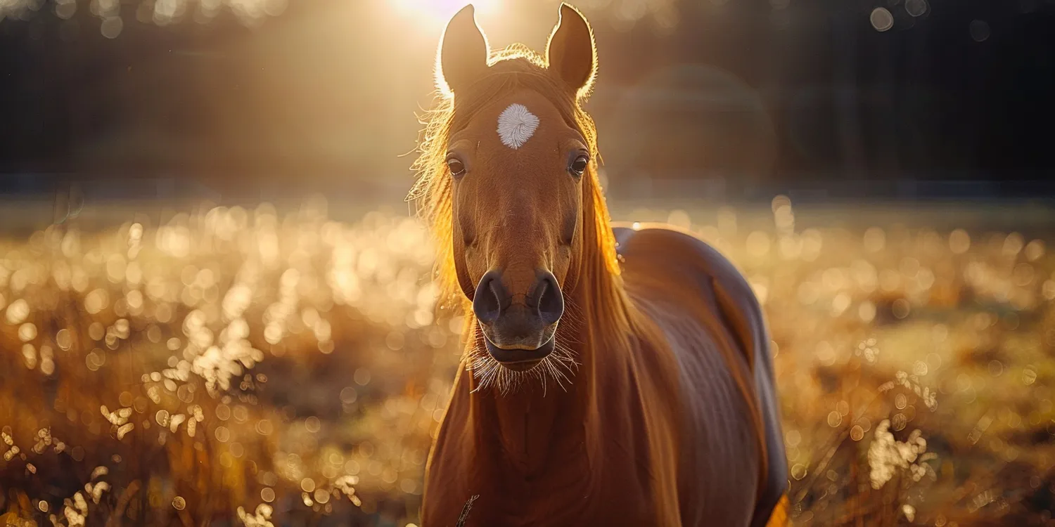 Jak długo palone są zwłoki zwierząt w krematorium?